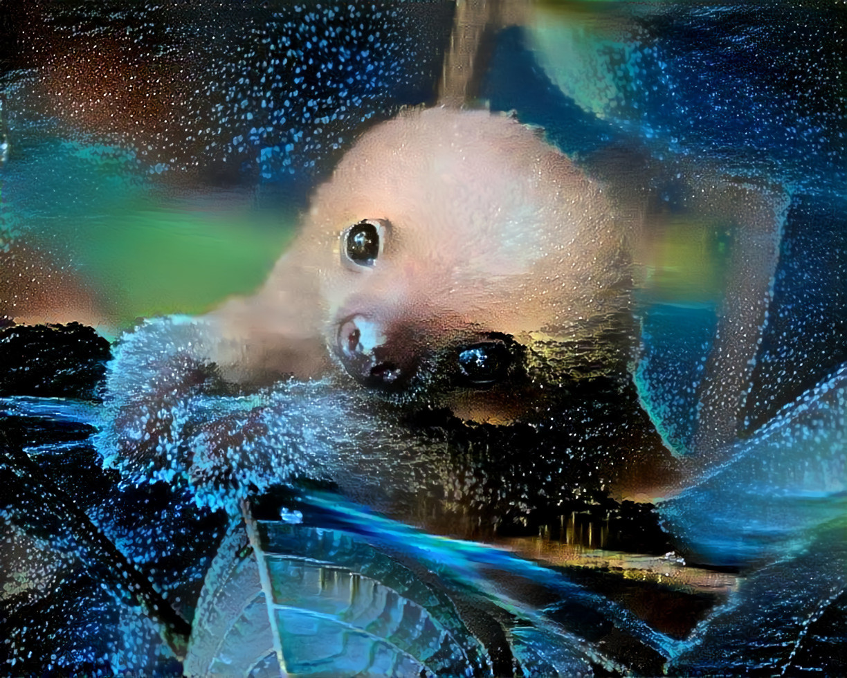 Baby Sloth