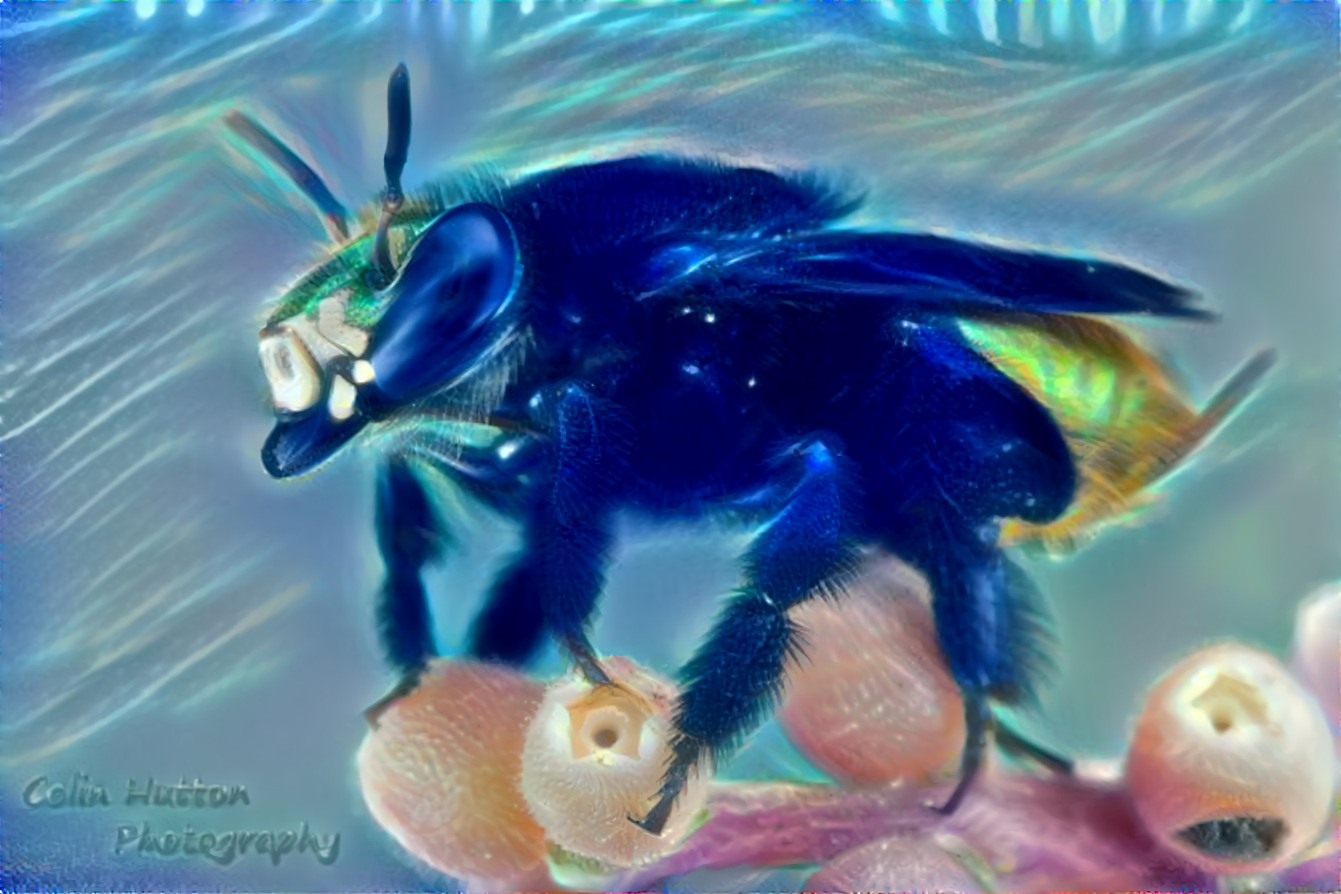 Orchid Bee