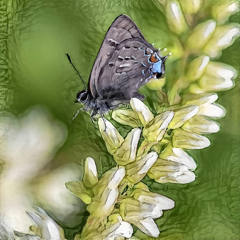 Banded Hairstreak