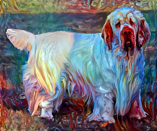 Clumber spaniel