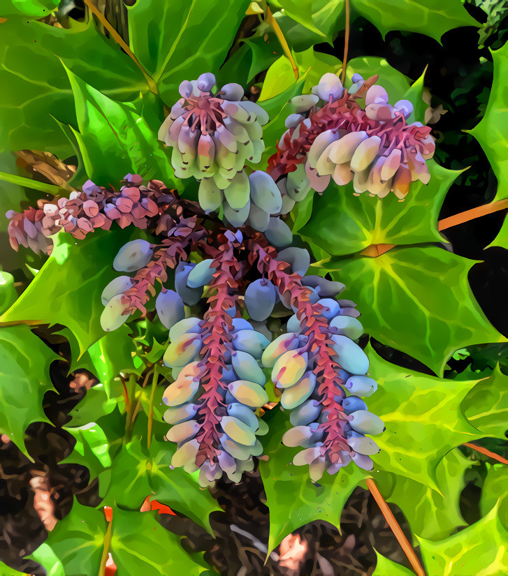 Oregon Grape Holly