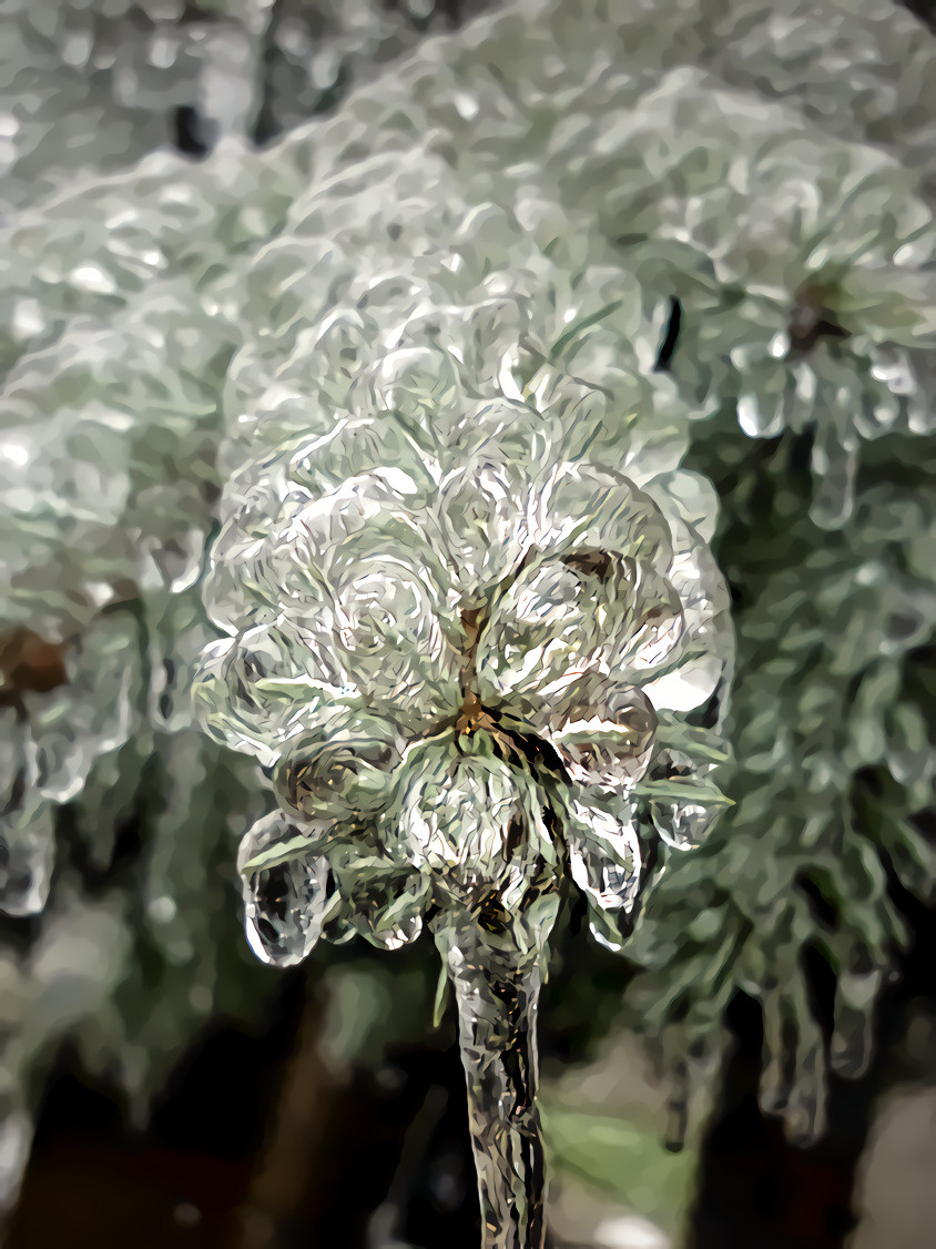 Pine Branch Ice Coated