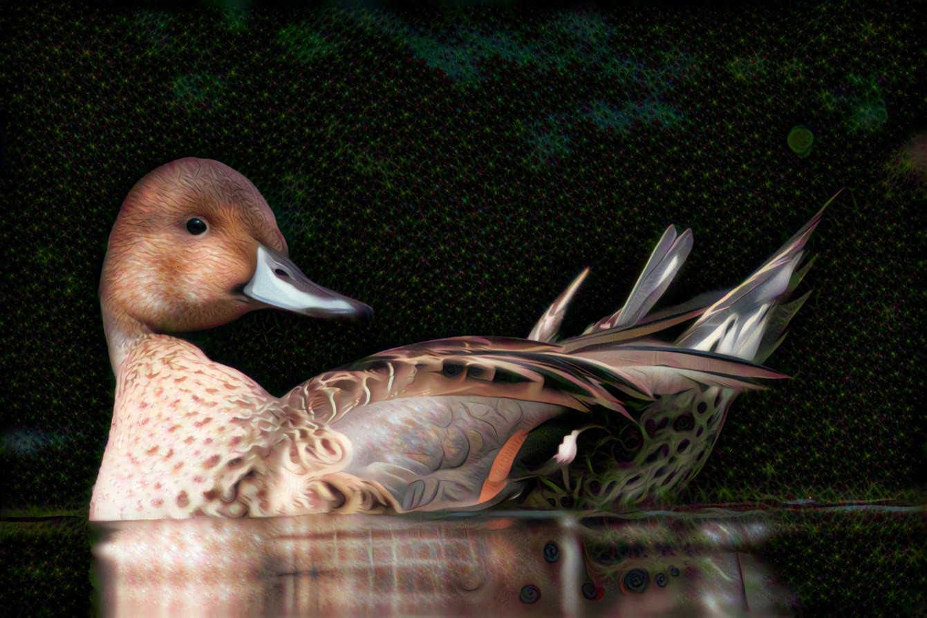 Mallard Duck's Coy Over the Shoulder Look