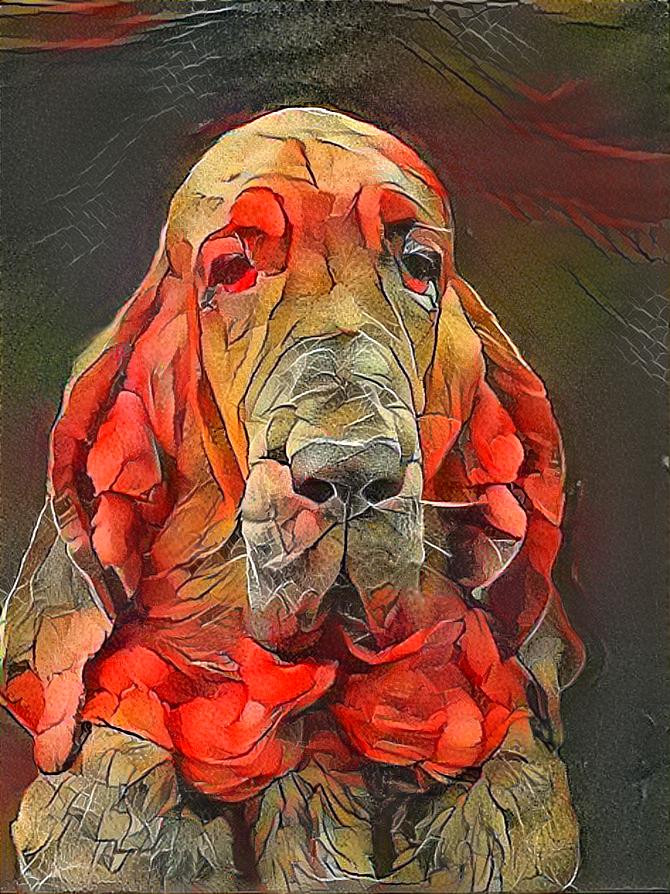 My bloodhound girl Klara