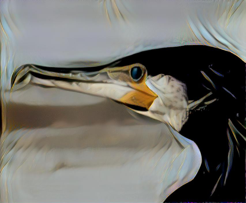 Cormorant