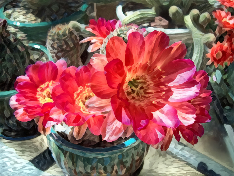 Cactus blooms