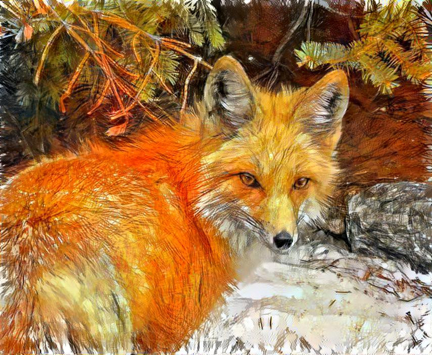 Red fox in snow