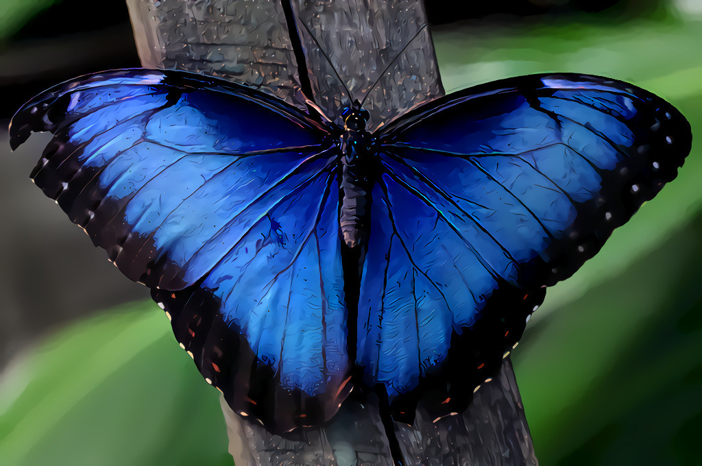 Blue Morpho