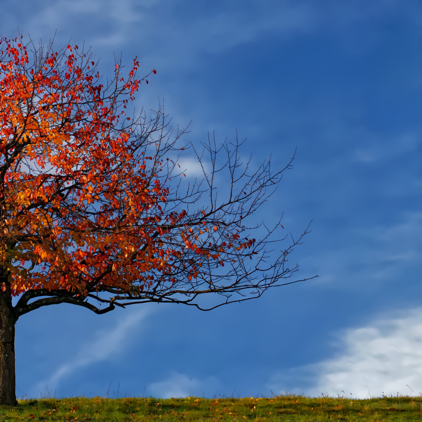 Red Autumn Leaves, Blue Sky