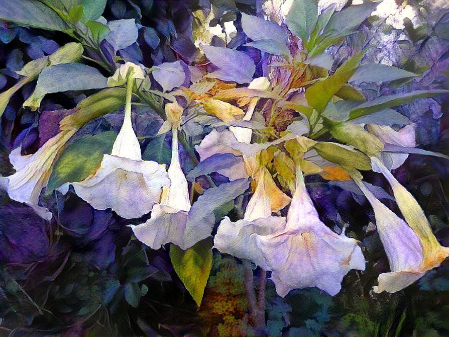 Angels Trumpets