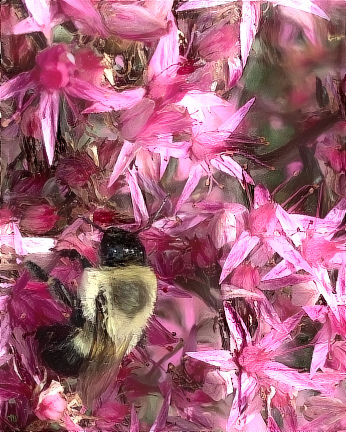 Bee on the Sedum