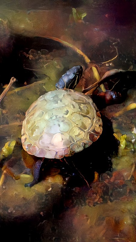 DDG Pond Turtle