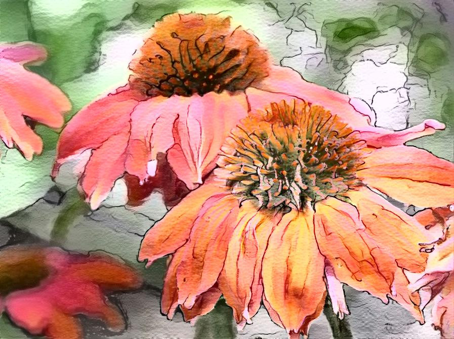 Echinacea