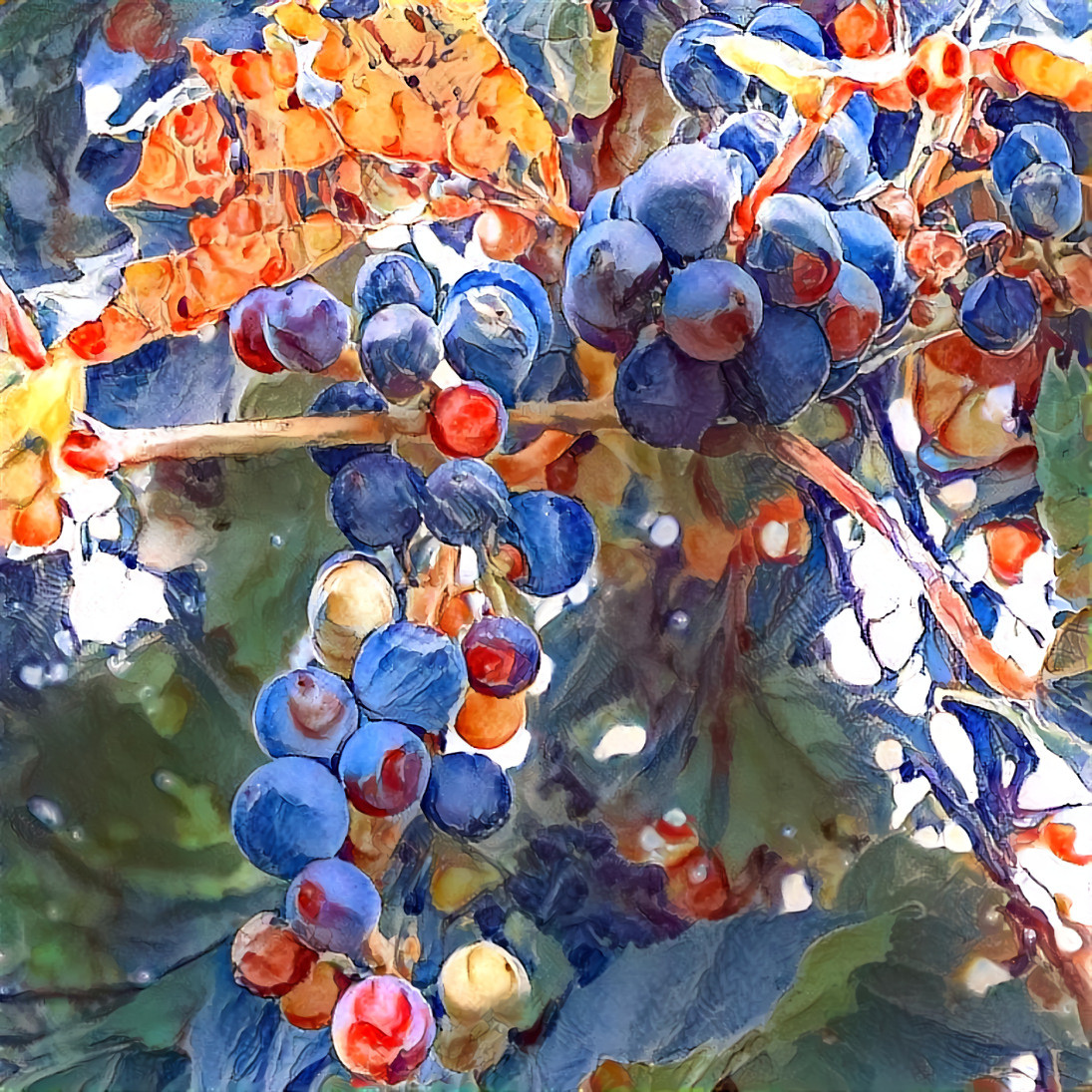 Wild Grapes