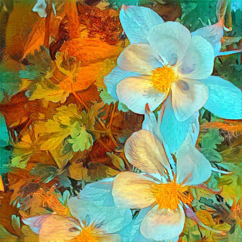 Columbines