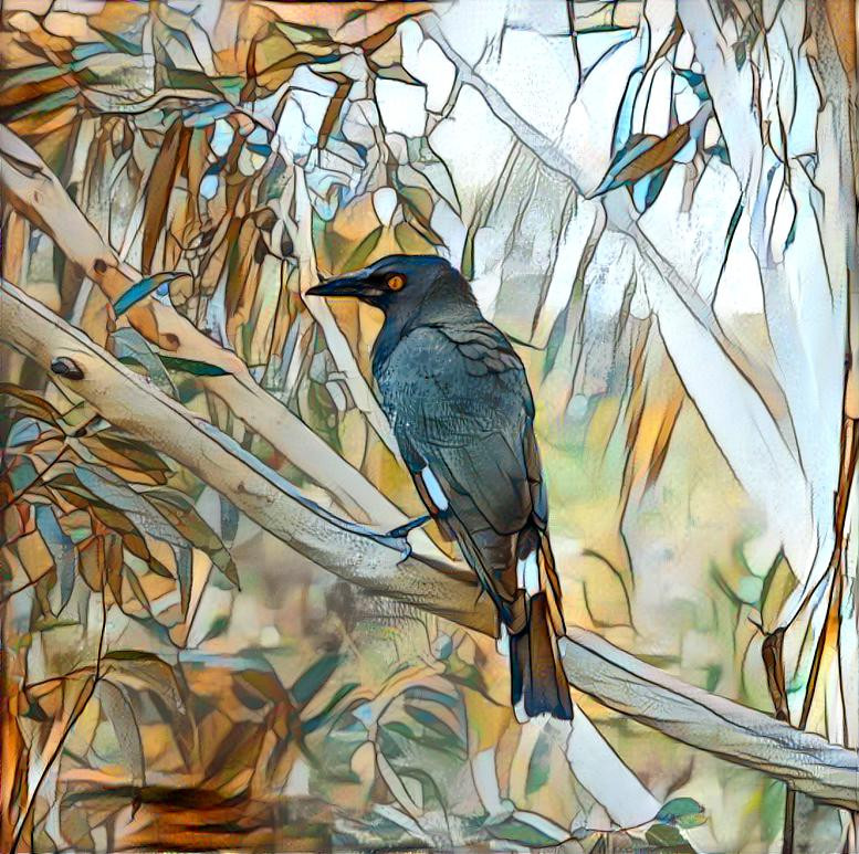 Currawong