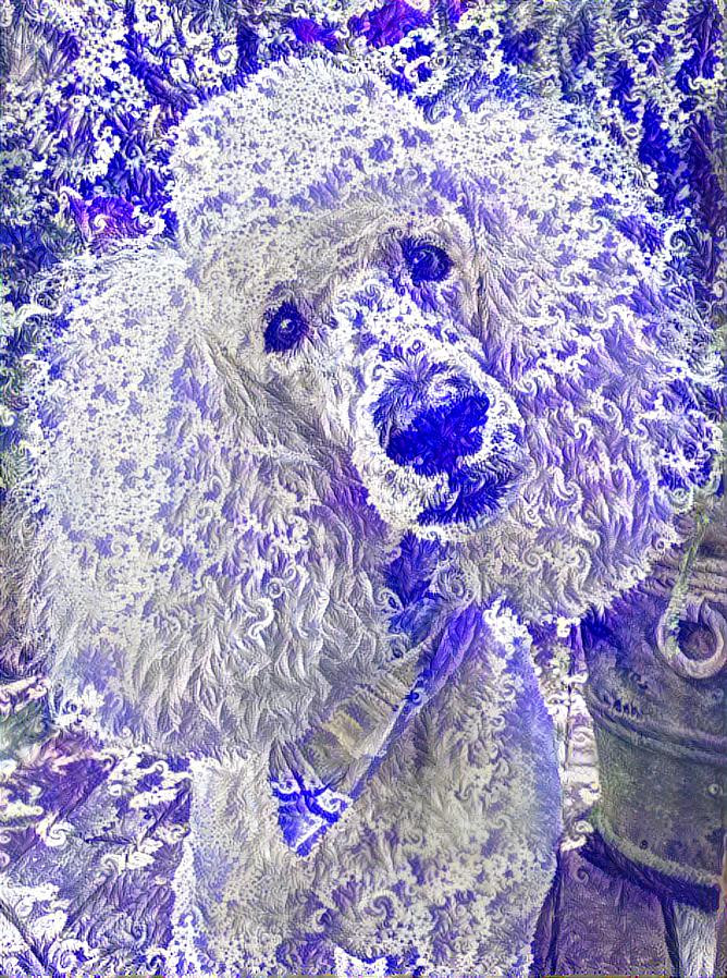 blue poodle2