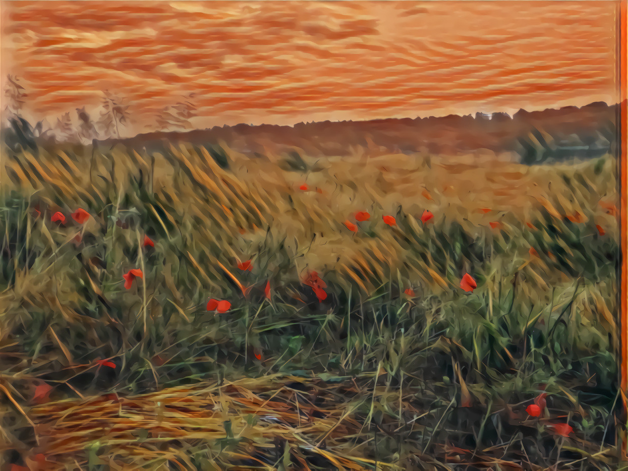 26 Jun 2021 - Poppies in tall grass