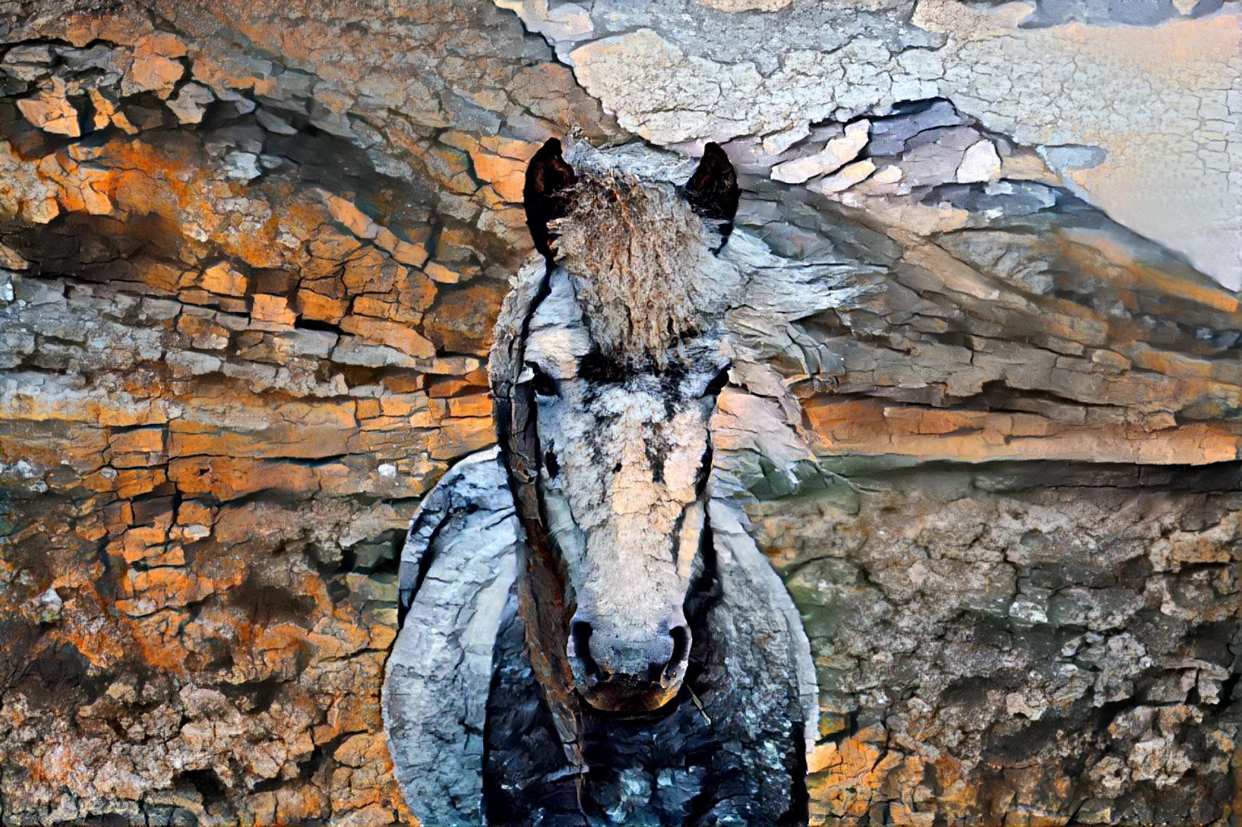 Wild Pony in Iceland