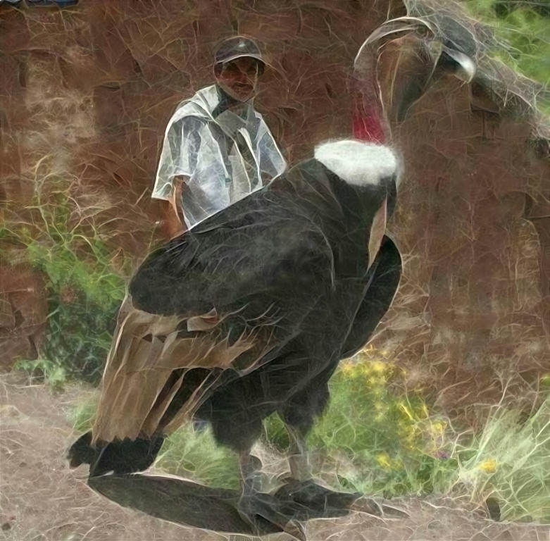 andean condor