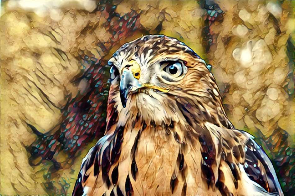 Buizerd