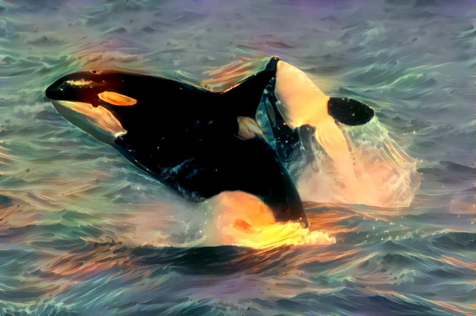 Orcas 1