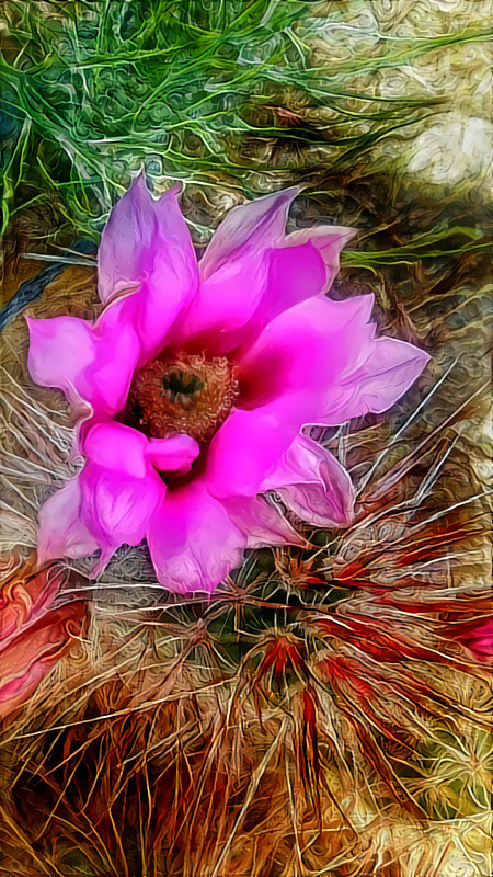 Hedgehog Cactus Blossom