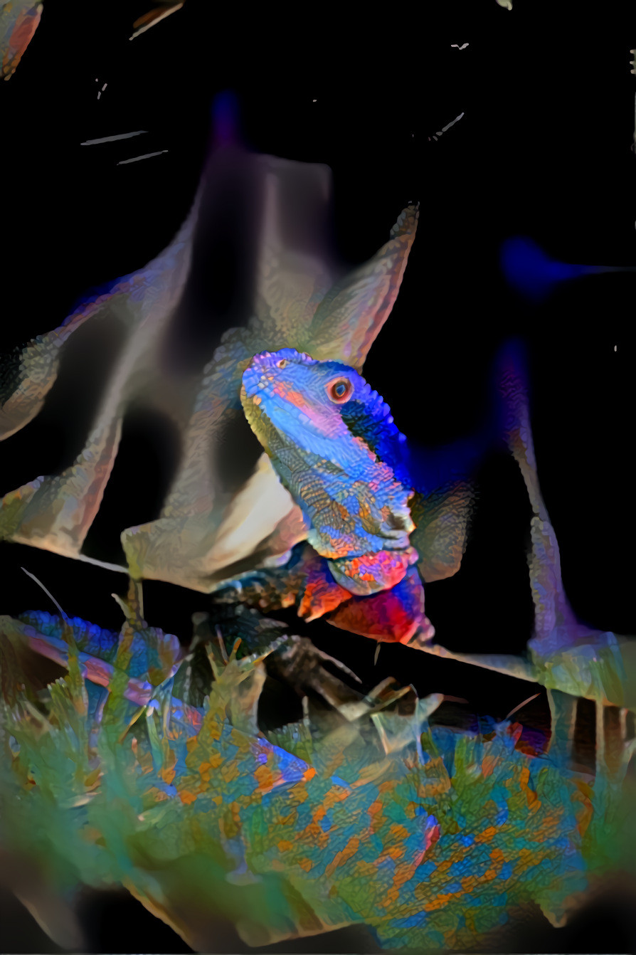 Colorful Lizard