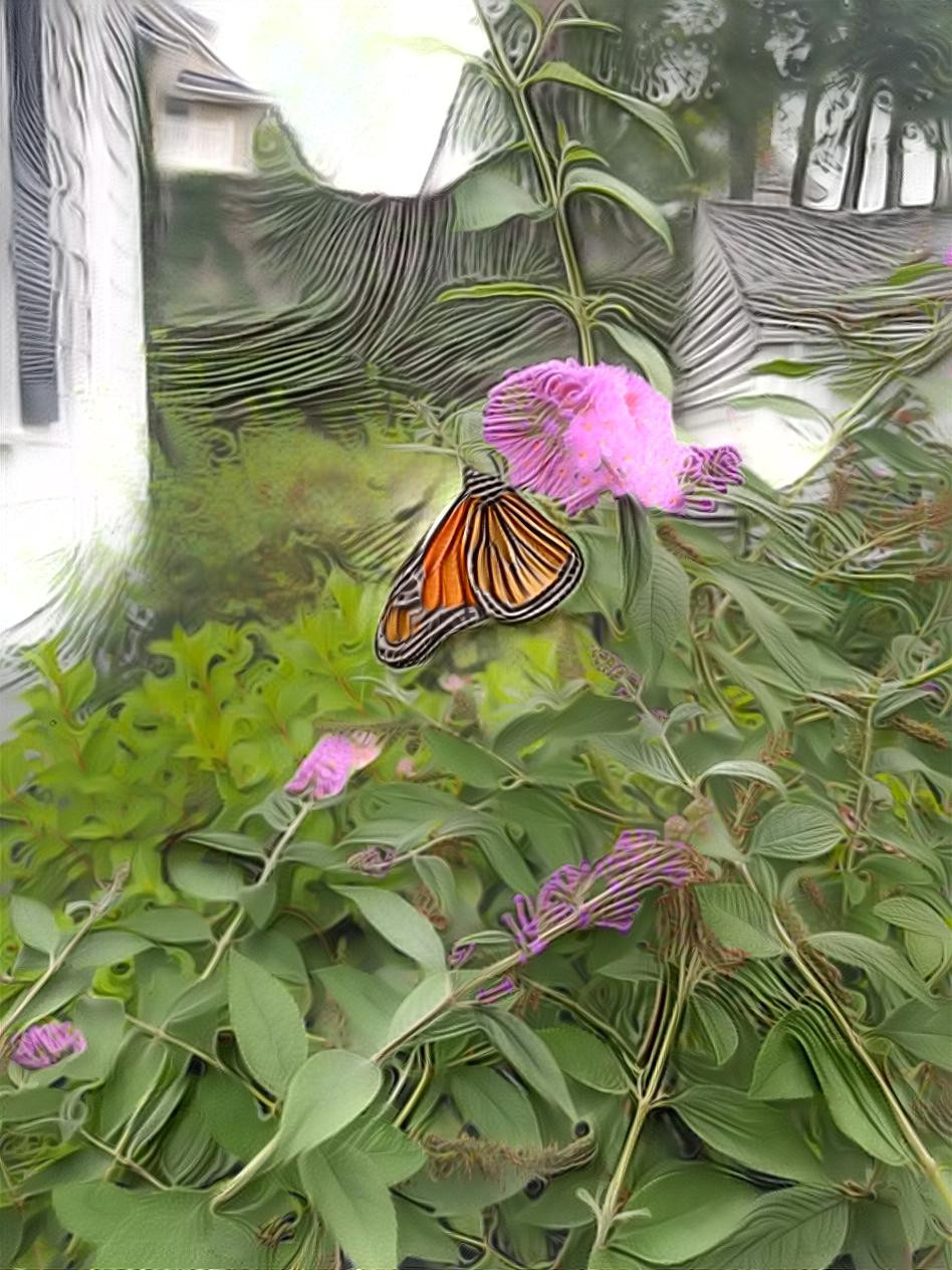 Monarch butterfly