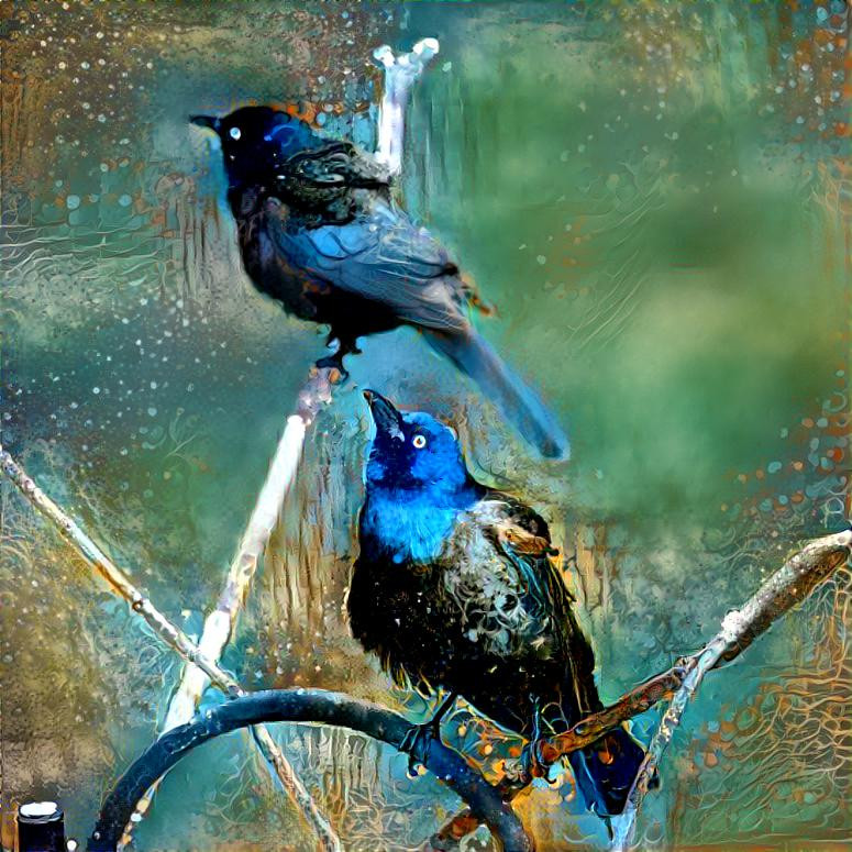 Grackles 