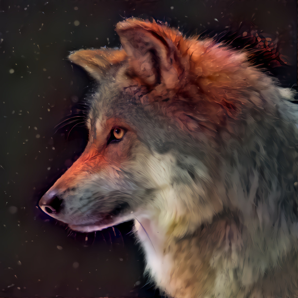 Gray Wolf