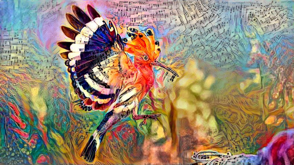 Hoopoe - Bird of the year 