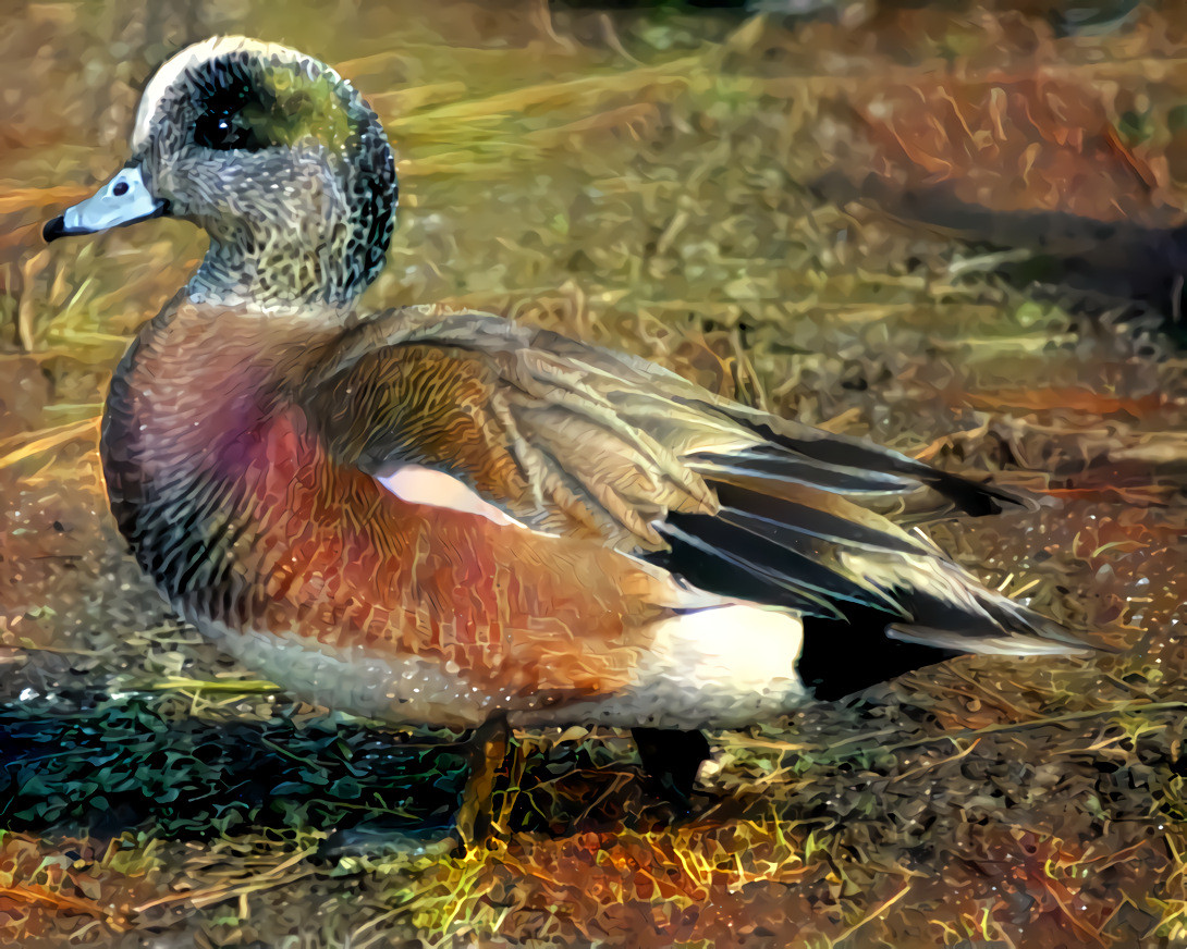 Wigeon