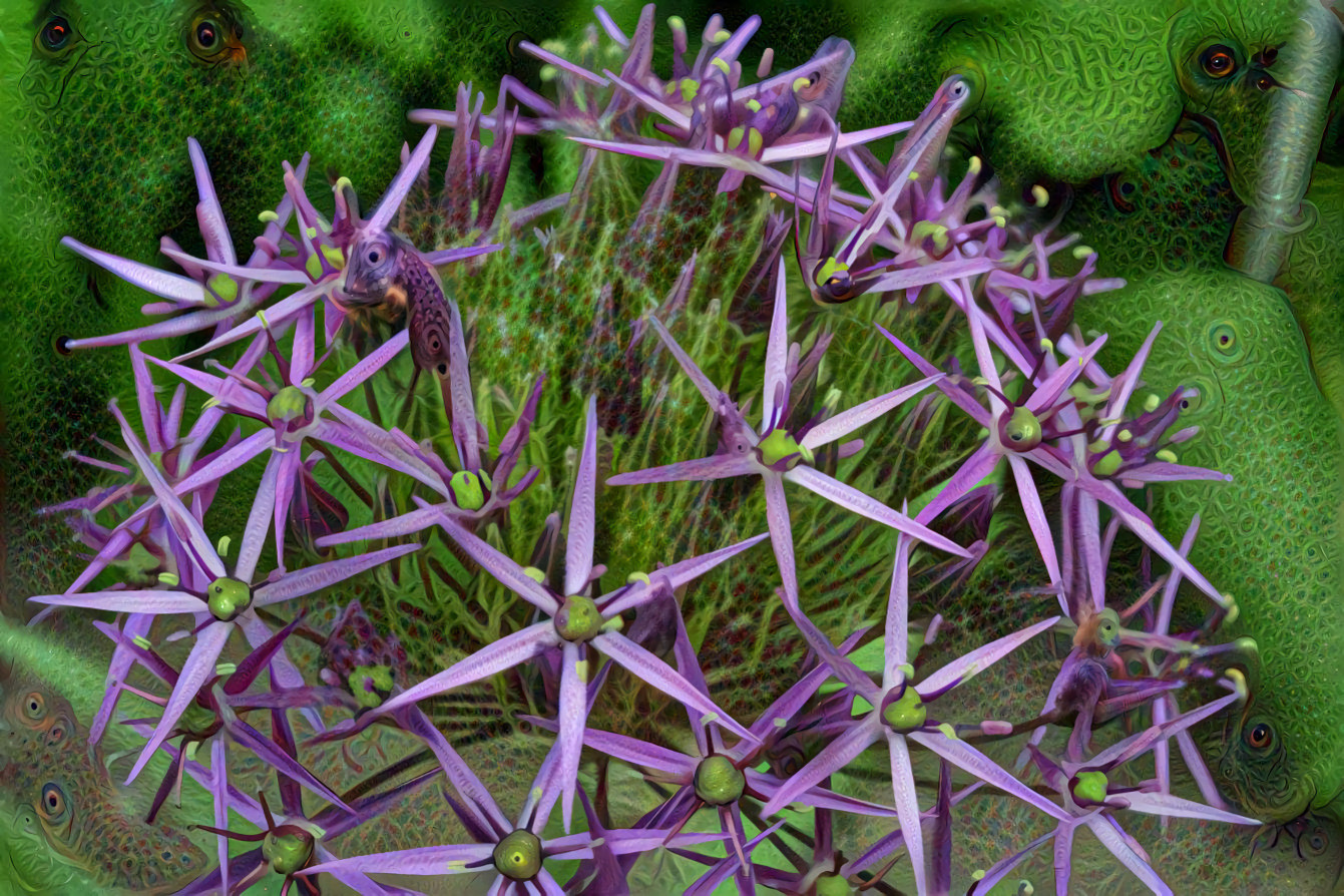 Purple Star Flower