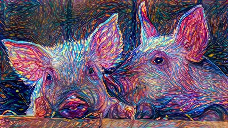 THE BEST PIGS