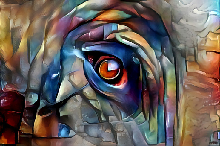 Elephant eye