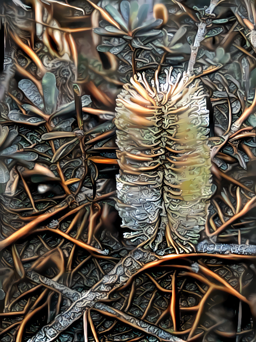 Banksia