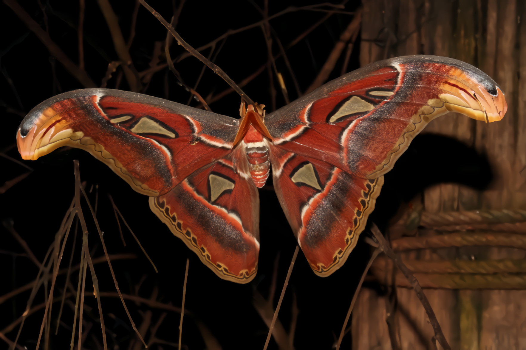 Atlas Moth