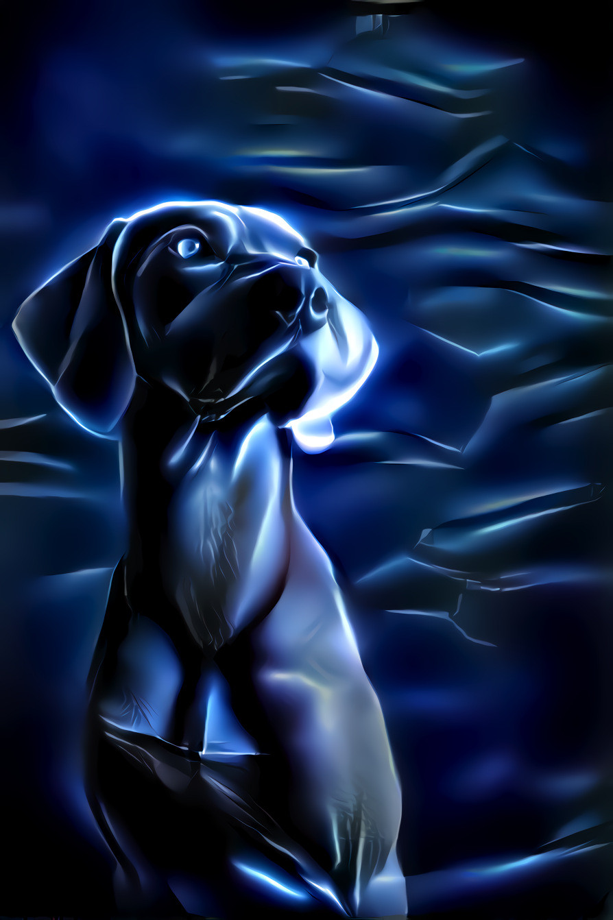 Electric Blue Dog