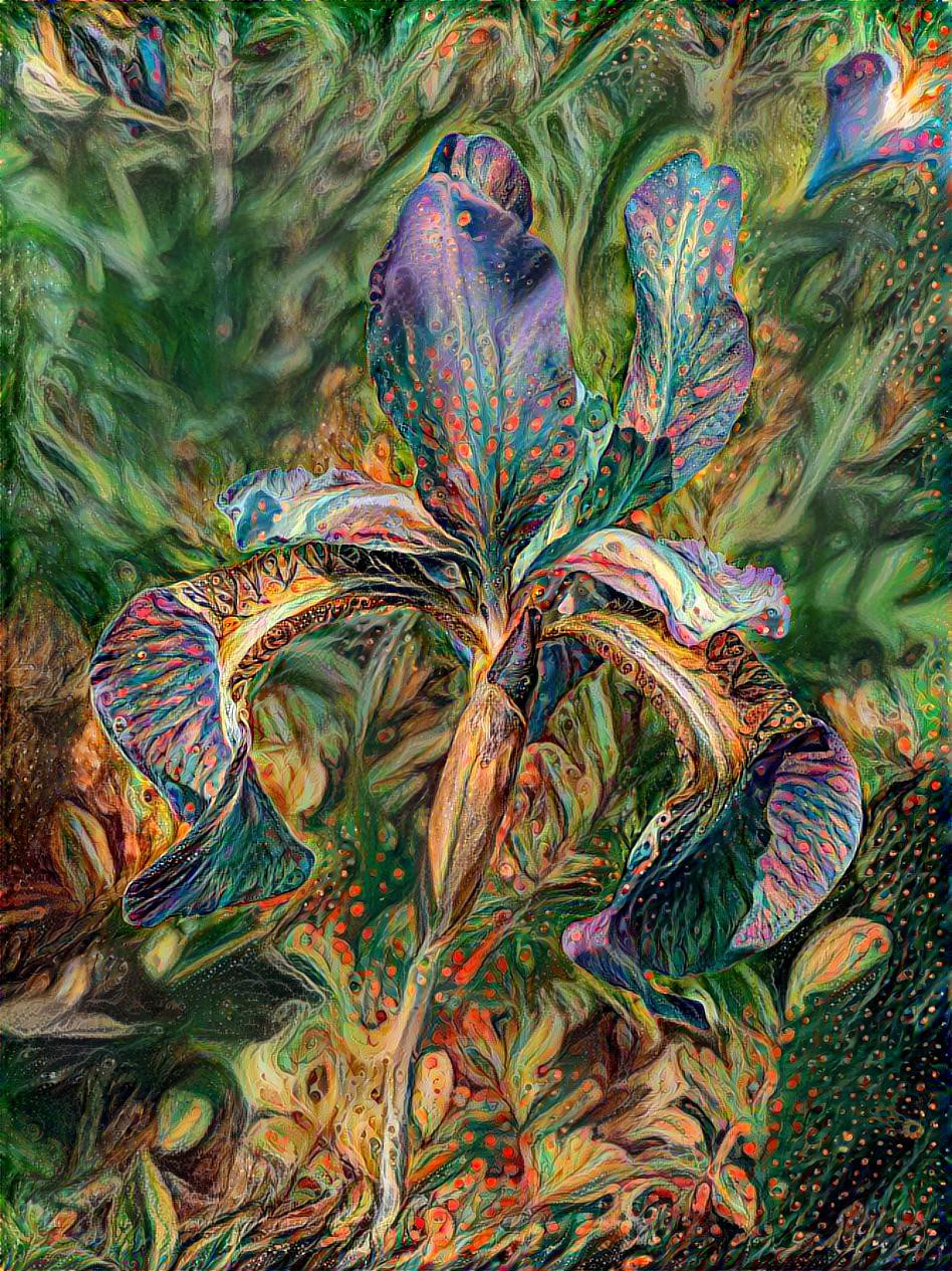 Bearded Iris II