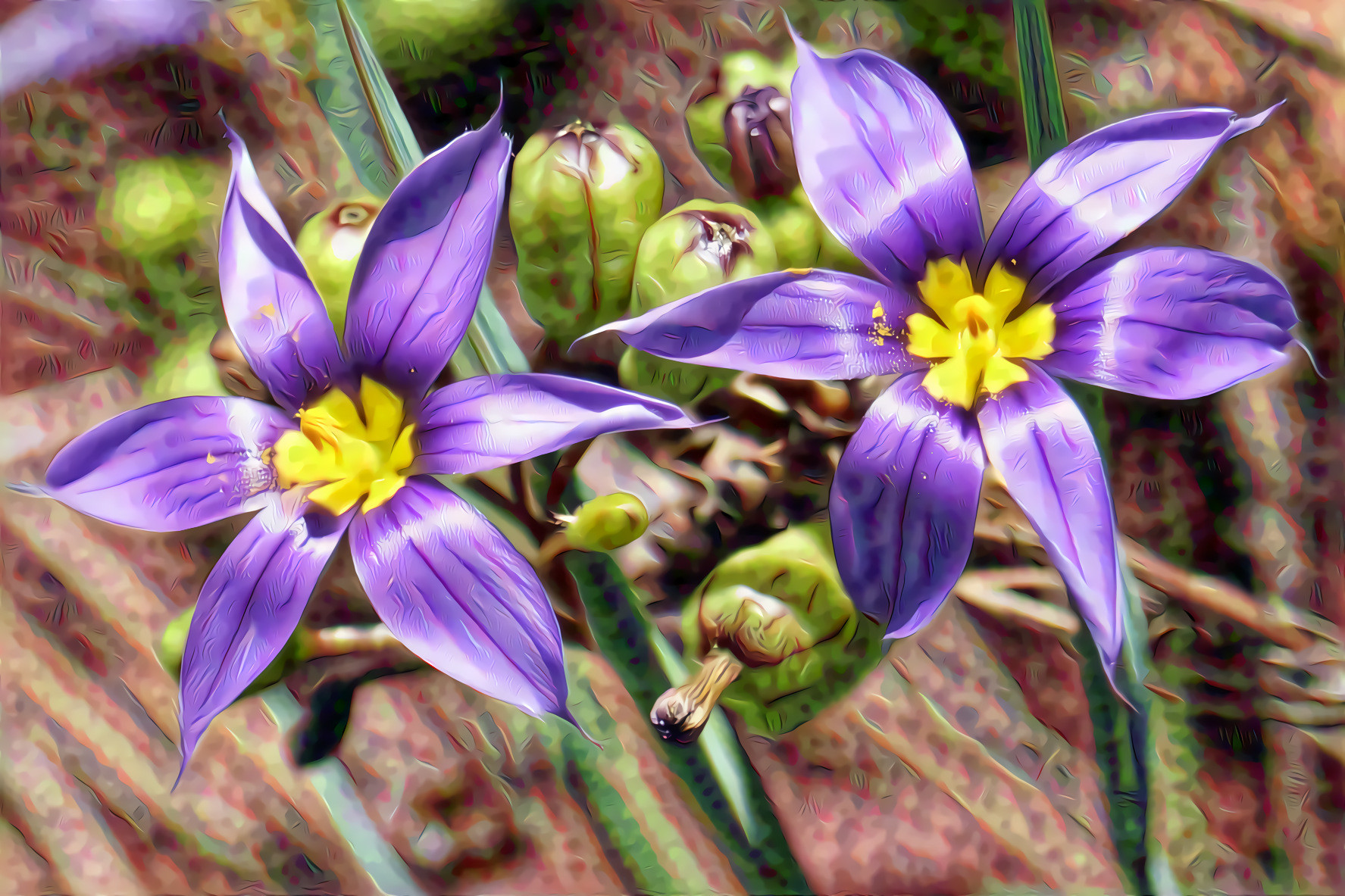 Blue-Eyed Grass