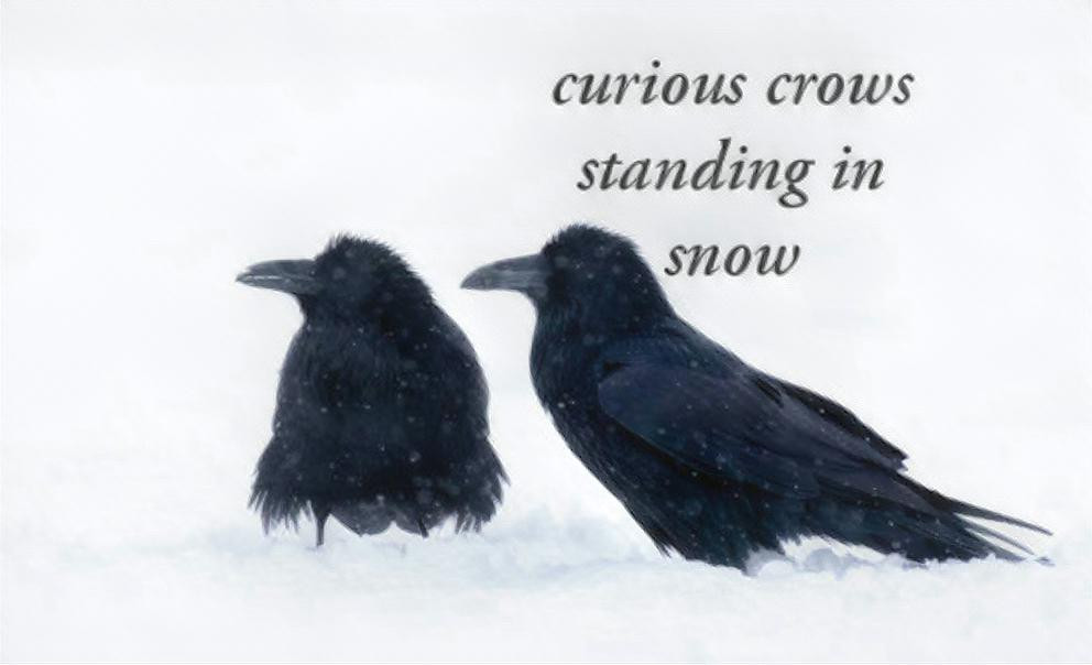 Crows