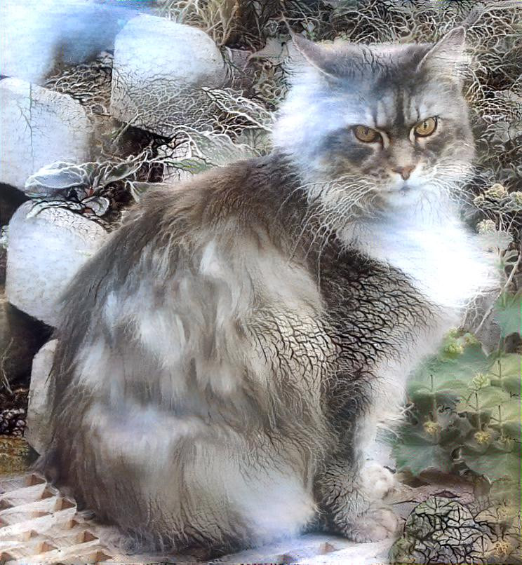 Maine Coon Cat