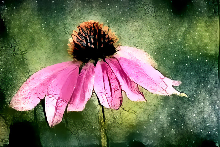 Pink Coneflower