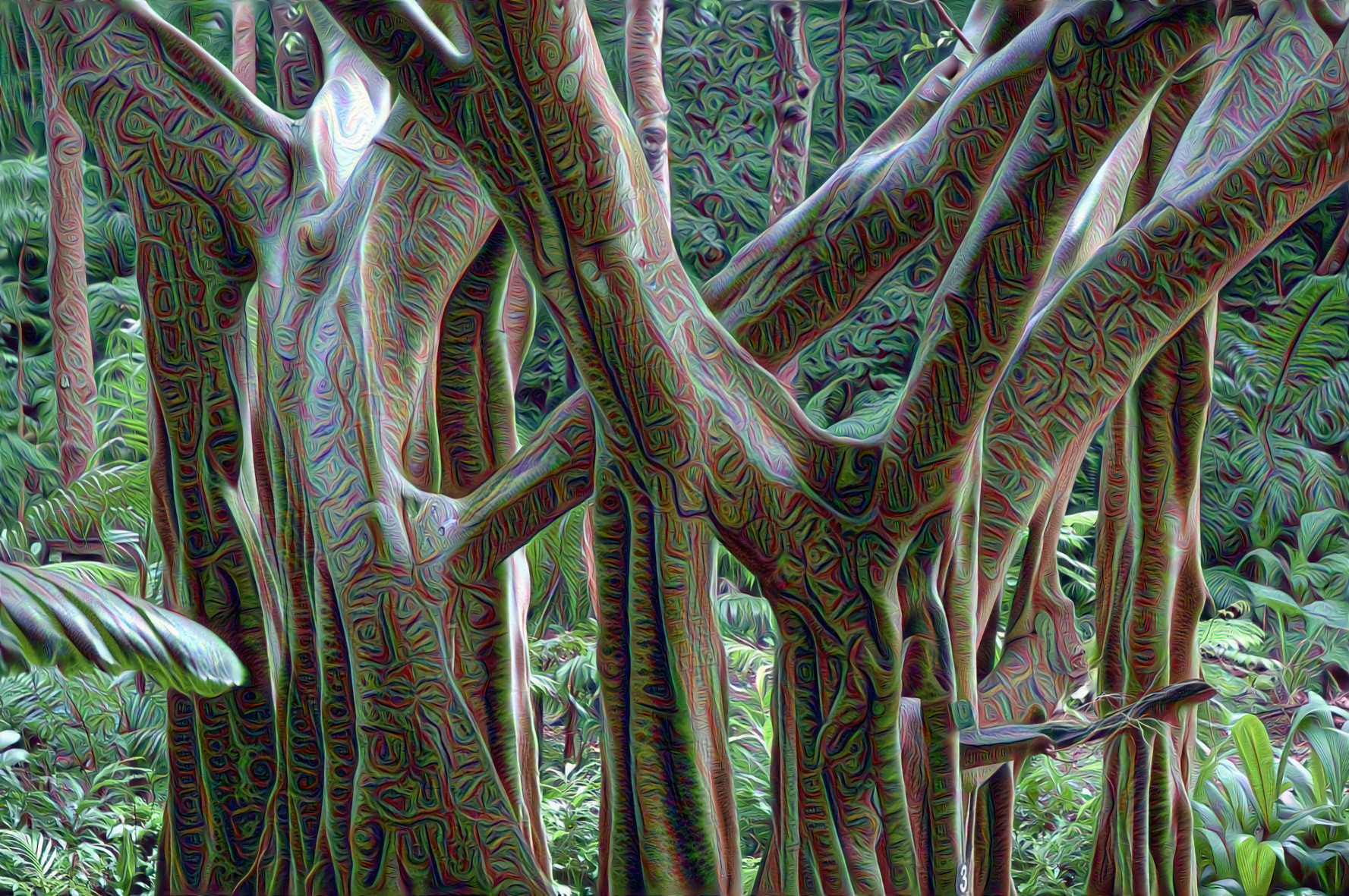 Jungle Trees, Barbados