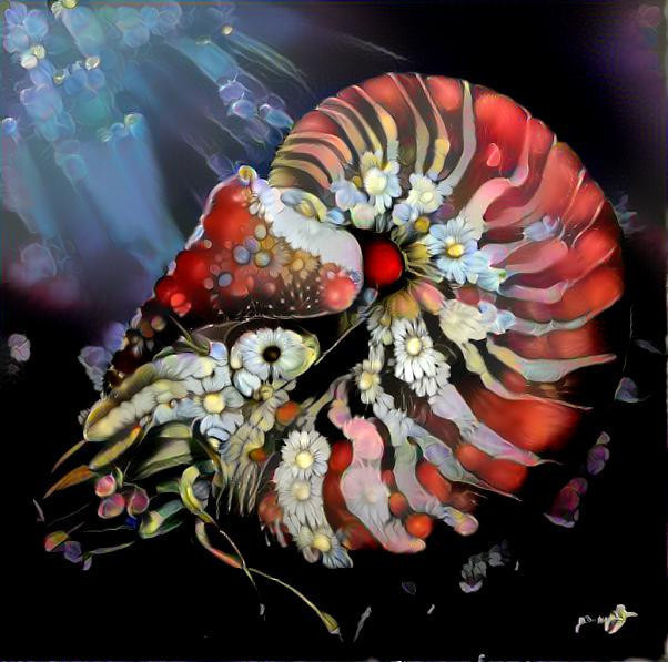 Flower Nautilus 1