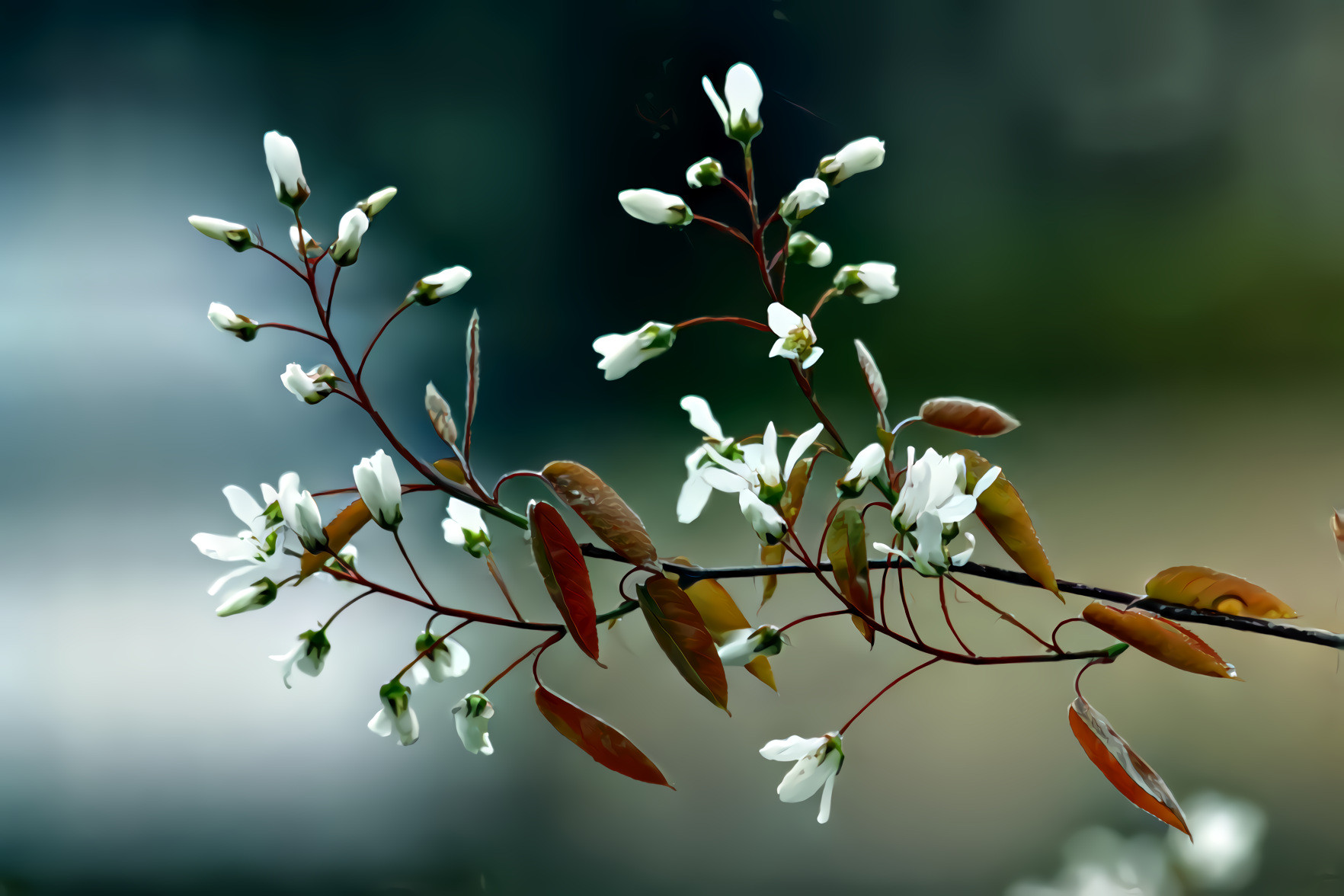 Spring Flower Blossoms