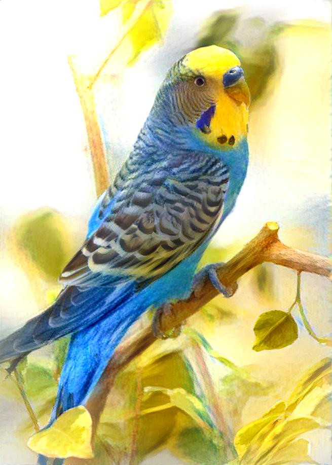 parakeet