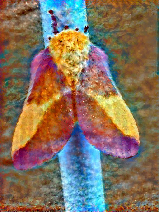 Moth