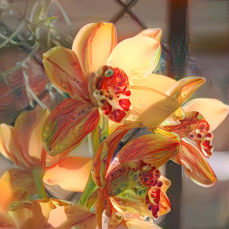 Cymbidium in Sun | MR D 80%